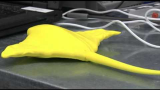 Why hello, it's a robotic manta ray